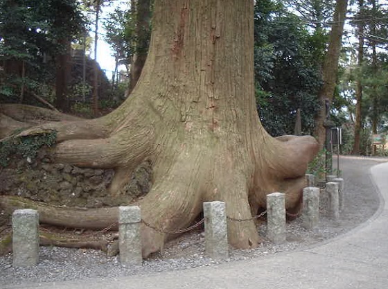 蛸杉